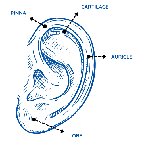 Ear Anatomy (1)